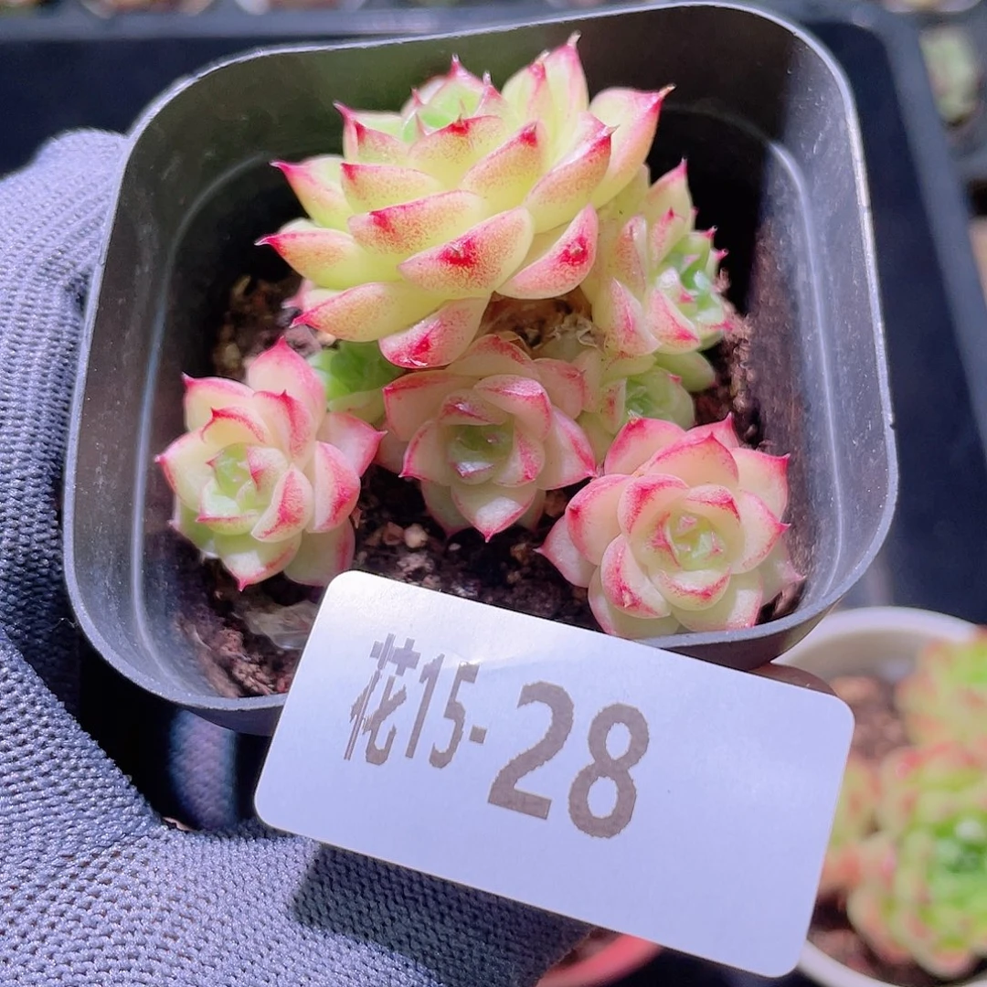 花利美15-28麦秆群