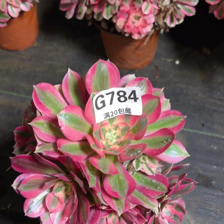 瑞妈多肉1.31.784