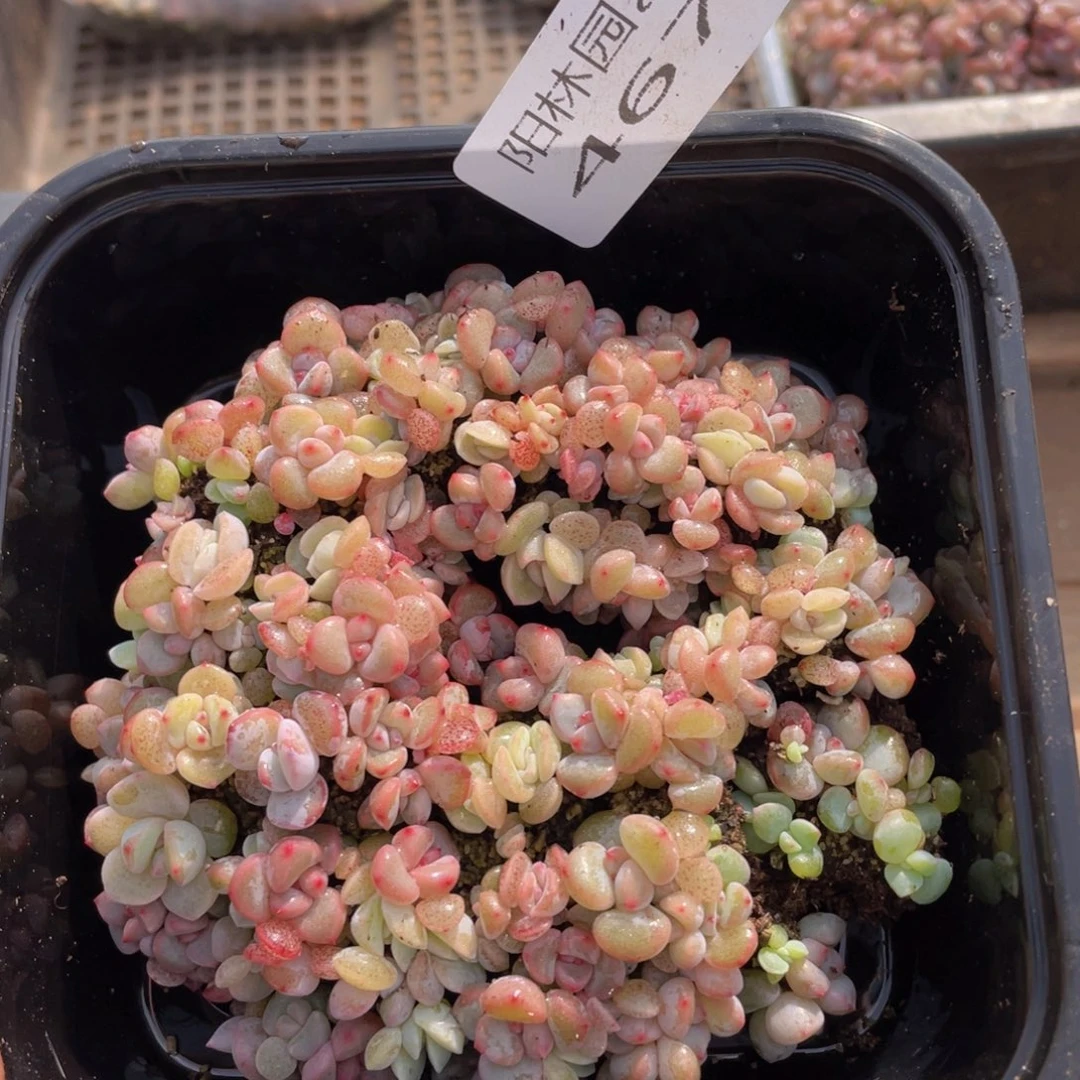 多肉植物多肉植物467