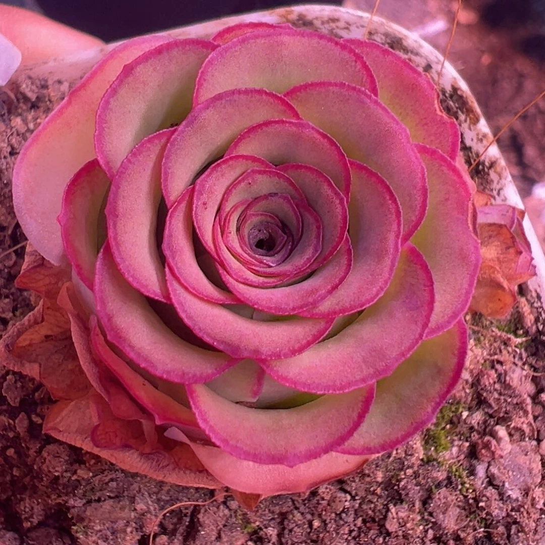 锦瑟x各种贵货 T508