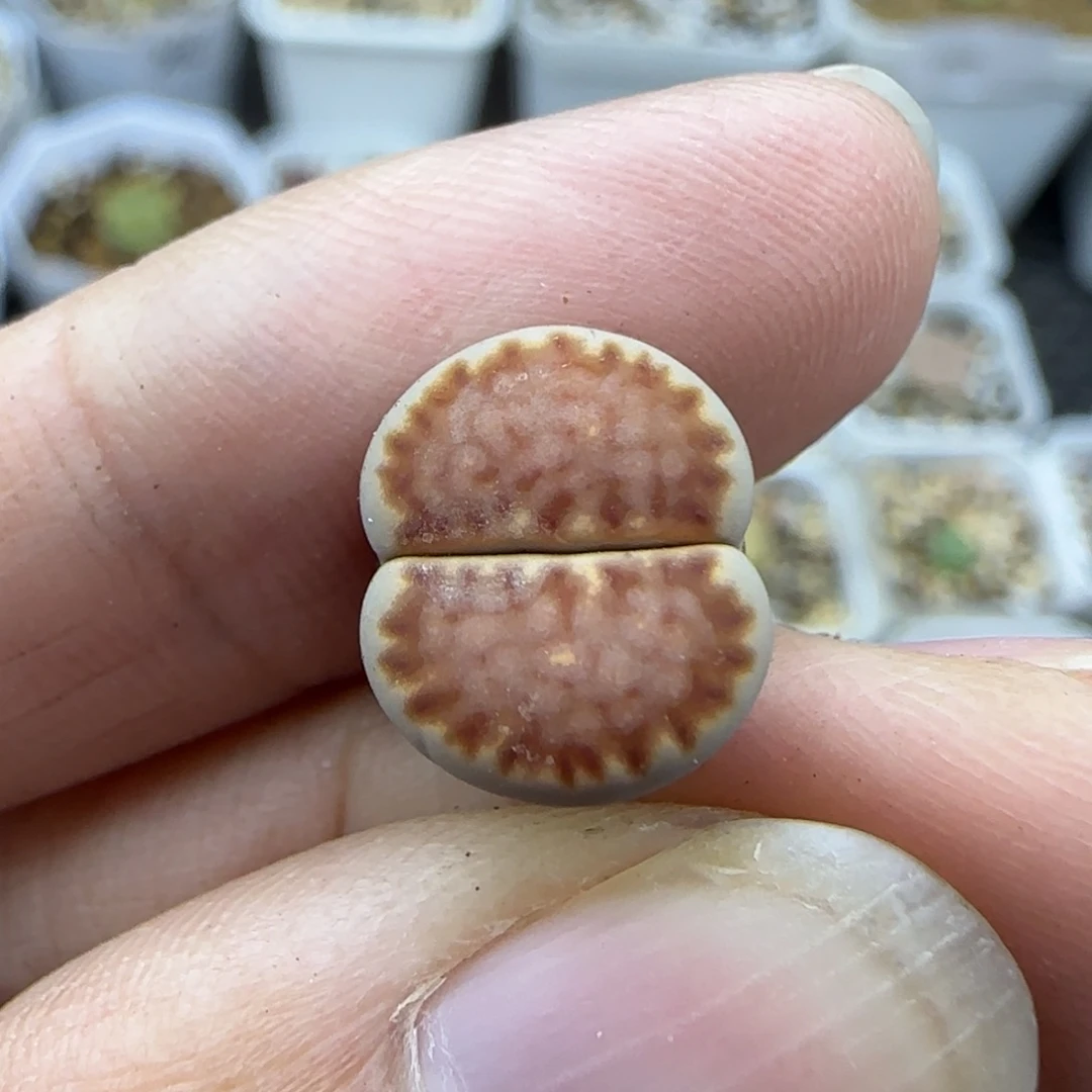 85红饼干清框福利30包邮