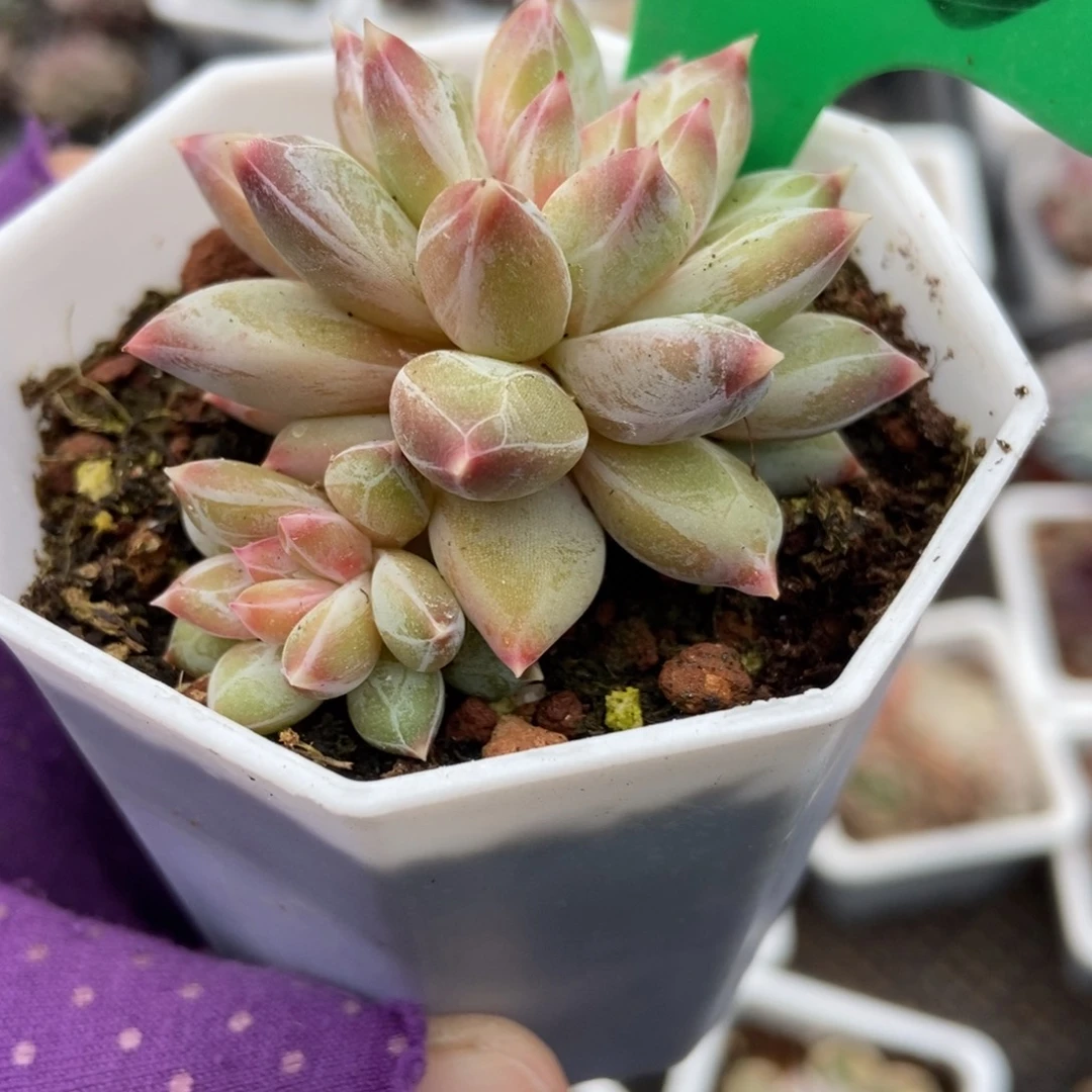 923伊丽莎白多肉植物