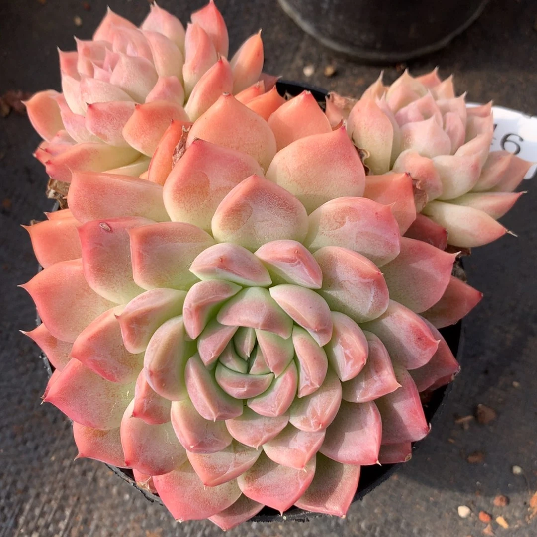 346新年快乐发发发