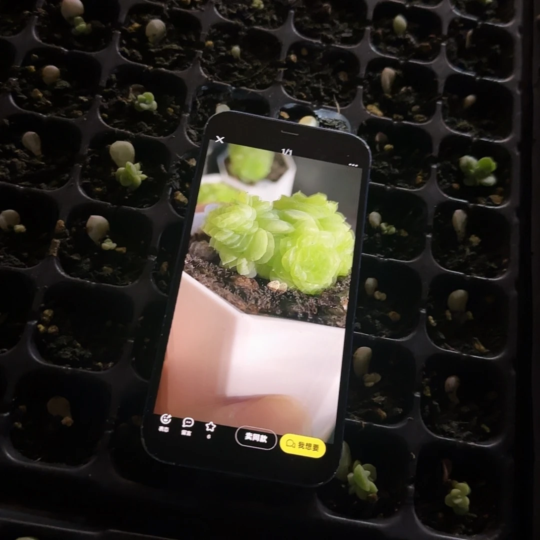 白冰芝麻苗一个满25包邮