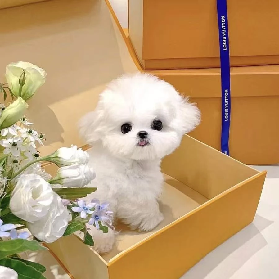 （熙菲家）狗狗活体