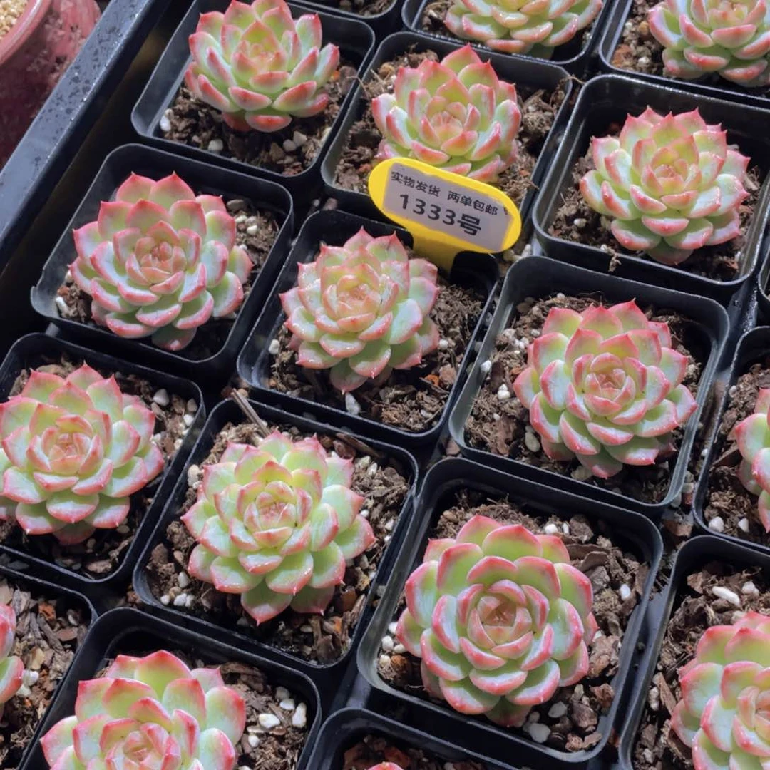 1333号 钻石糖心玫瑰仙子一个