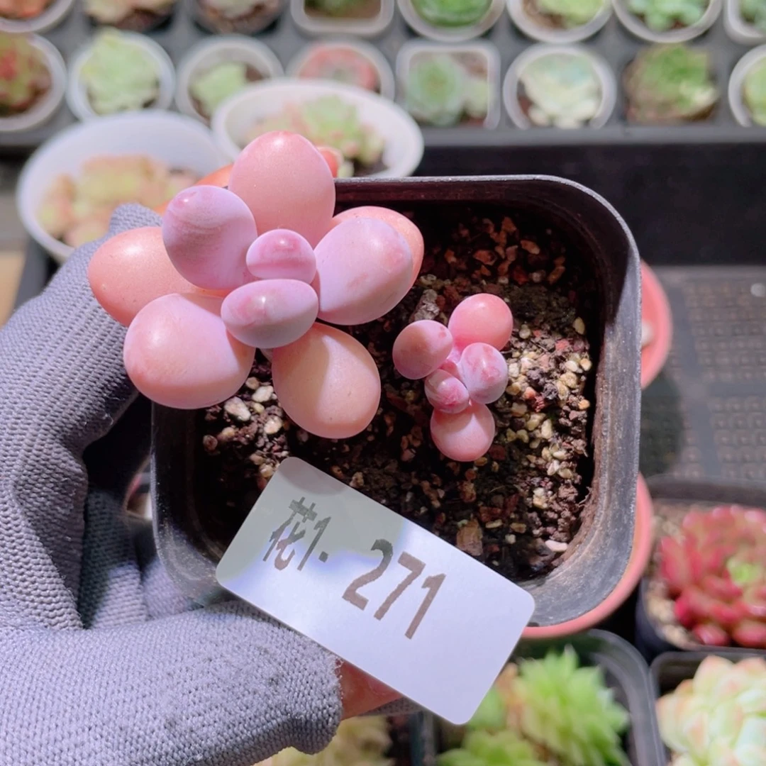 花利美1-271桃蛋