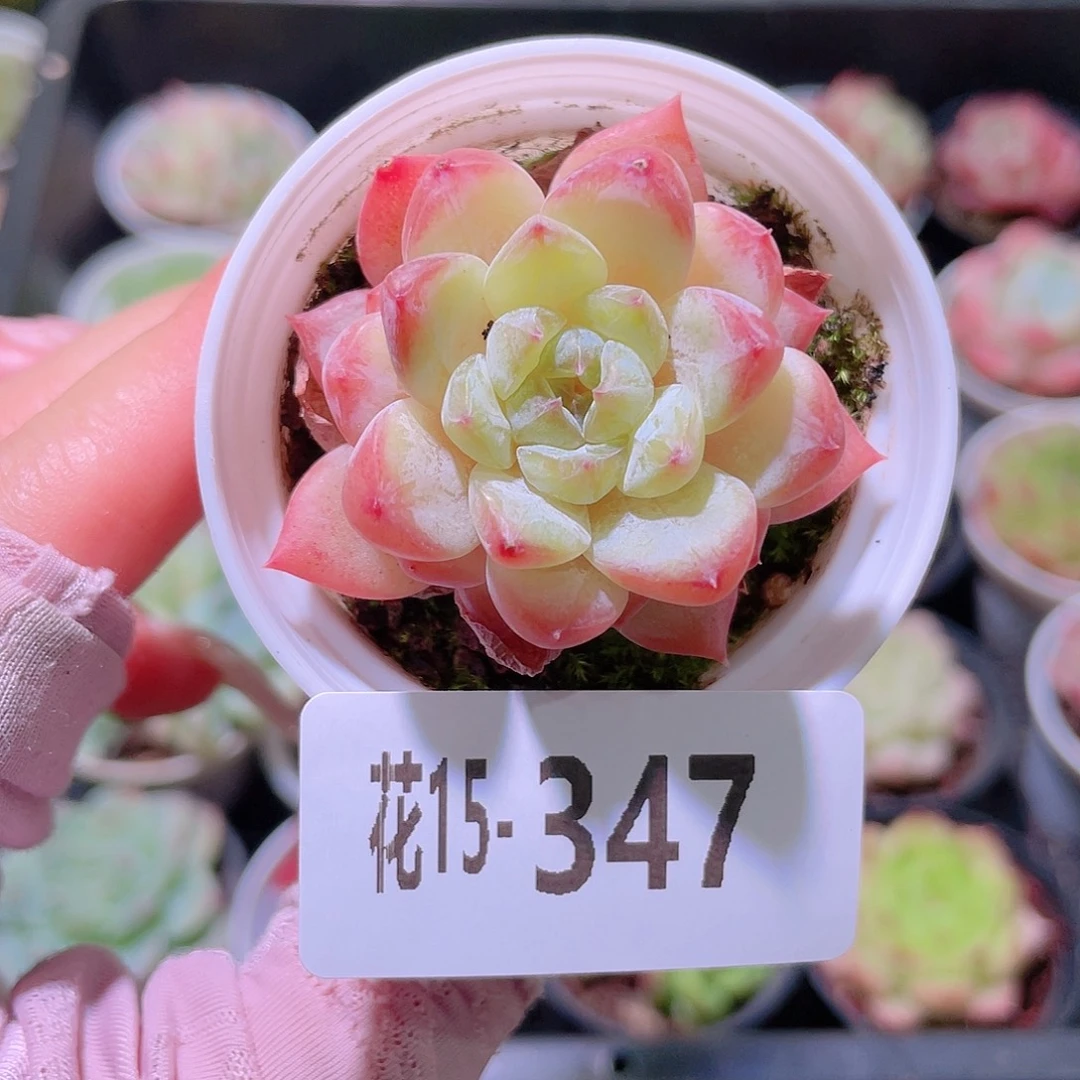 花利美15-347果汁单头