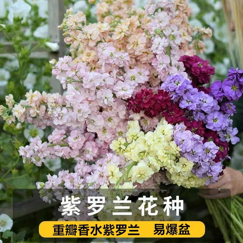 重瓣香水紫罗兰花种子混色重瓣浓香型紫罗兰耐寒花卉种子