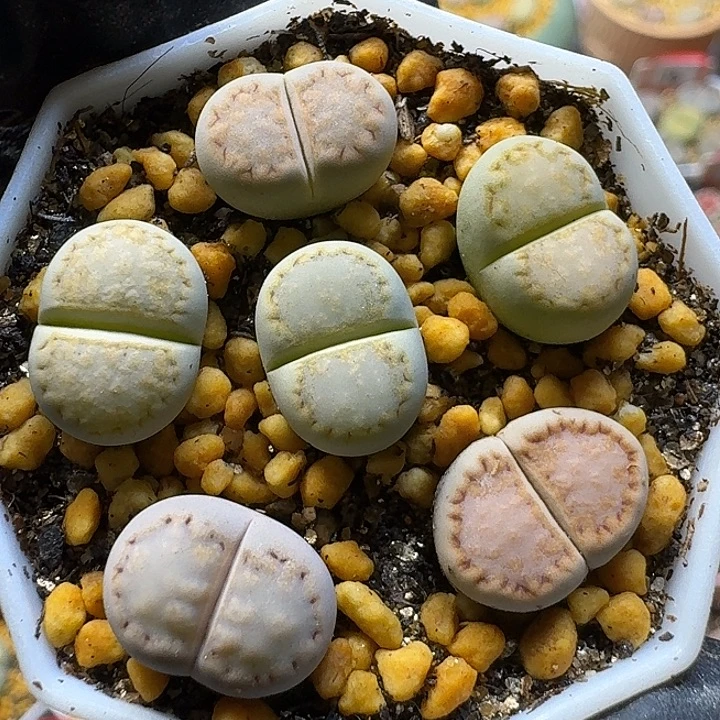 生石花111112。  饼干套。  162