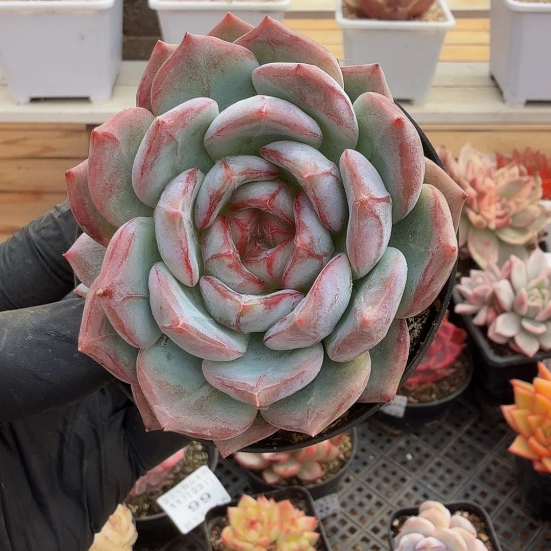 1123-103长相思单头