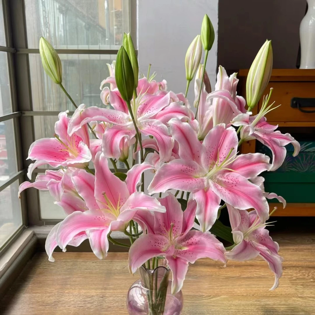 【索尔邦百合】粉色经典甜香水百合 全场任意两单鲜花空运包邮（坤）