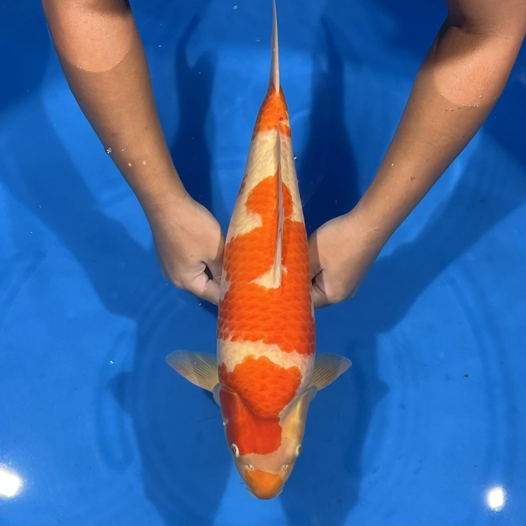 阪井出品紫雨红白锦鲤母（Bjm616）【实际以直播间为准】