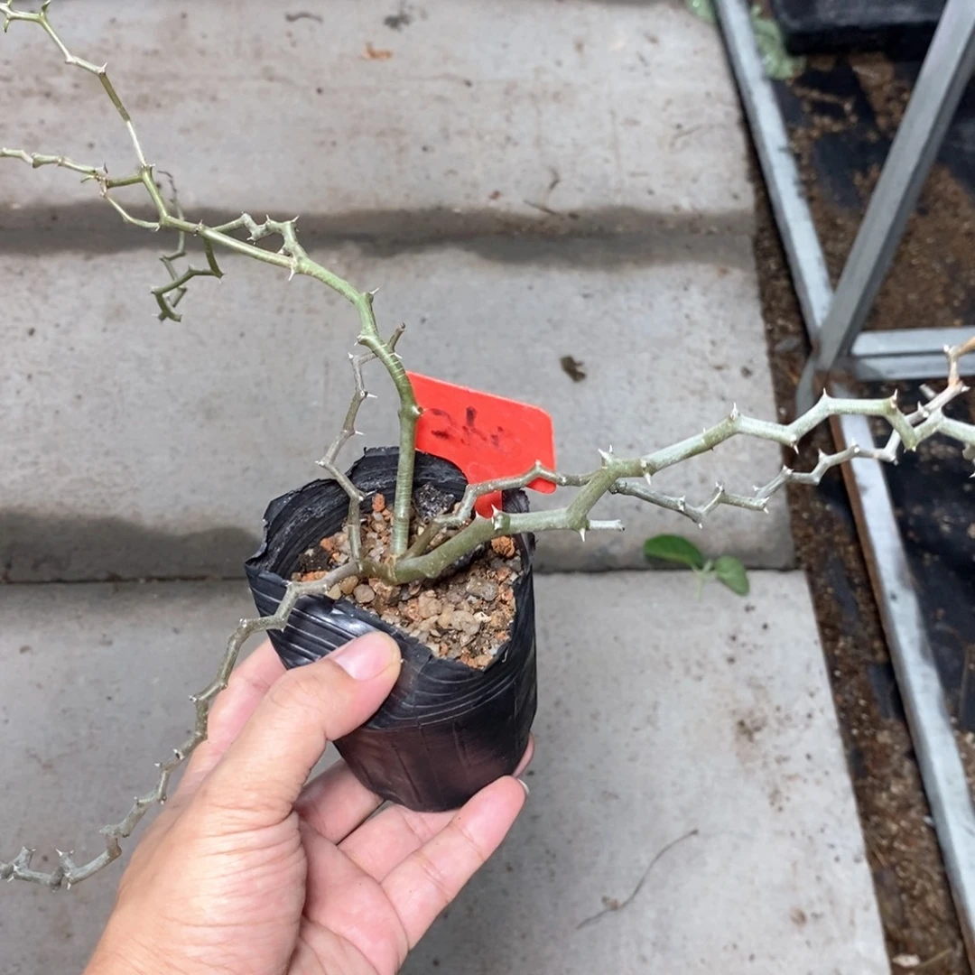 弯曲龙多肉植物一个