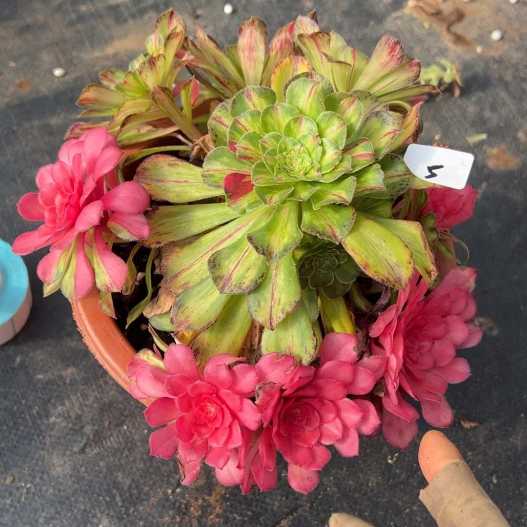 5知否根系差多肉椅子