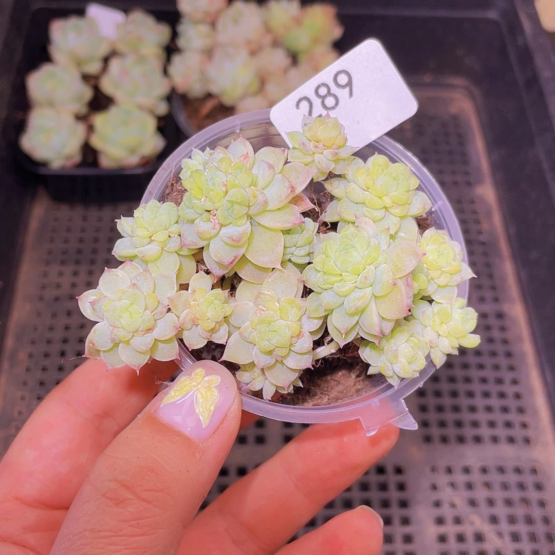 289 莲心珍妮。18 包邮