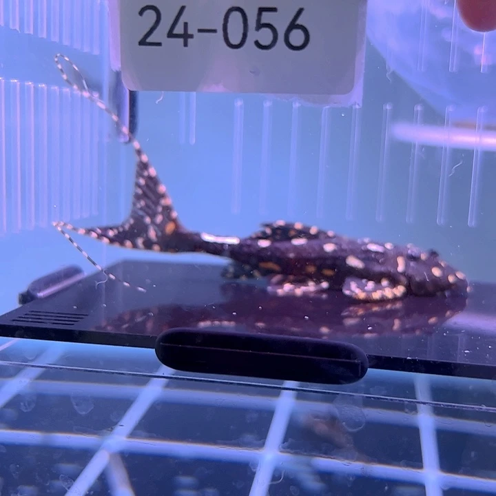 清道夫俗*?24-056白珍珠