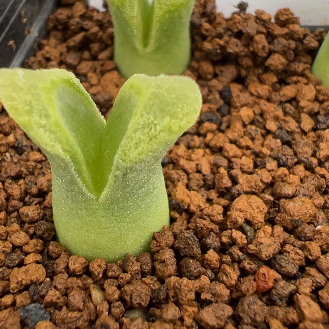 10-227肉锥多肉植物，