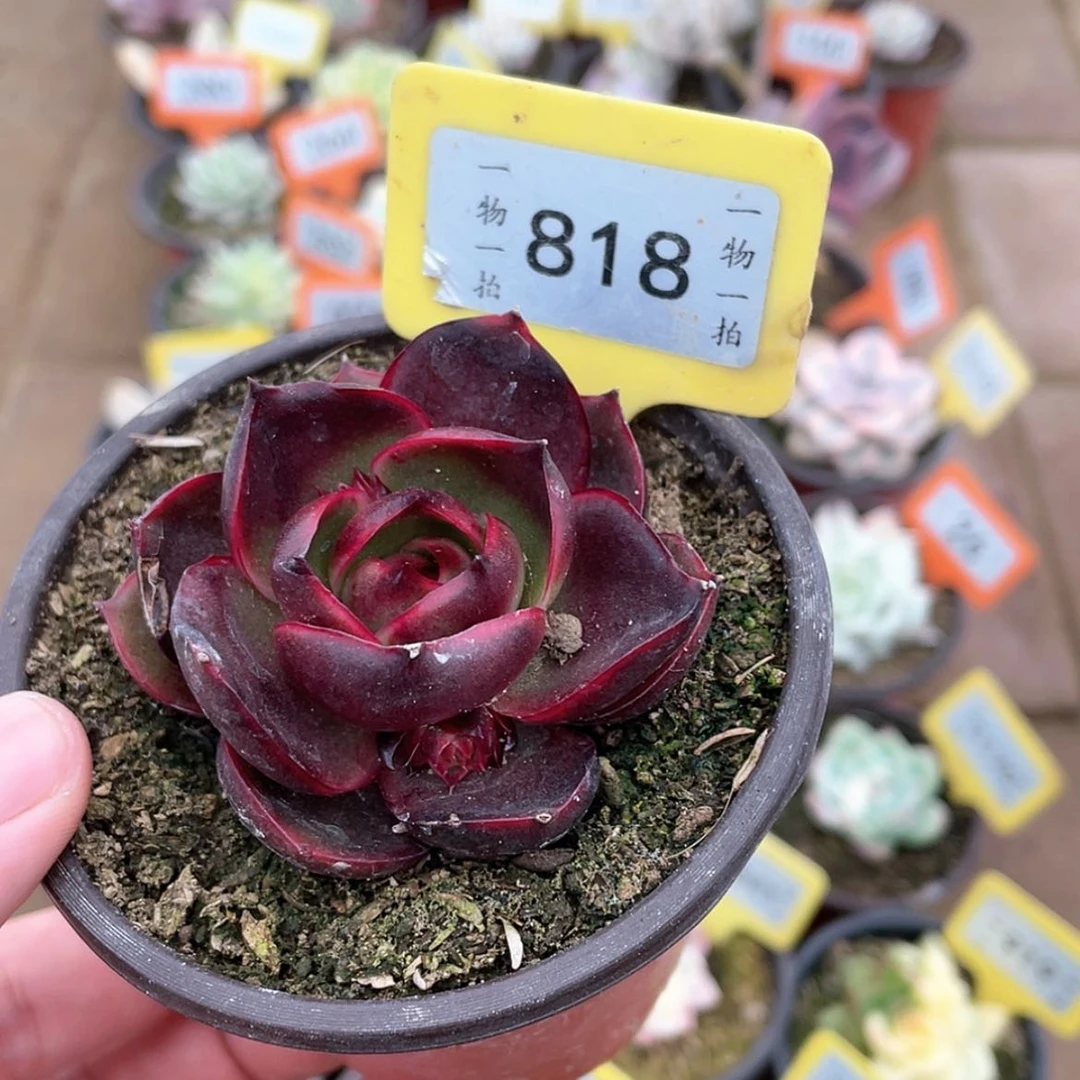 【闪购商品】818号