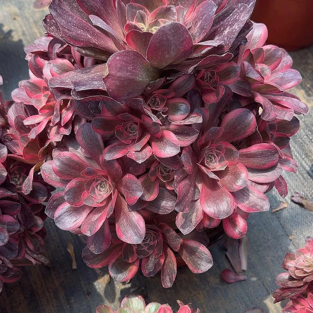 6.2-83玫瑰多肉植物1