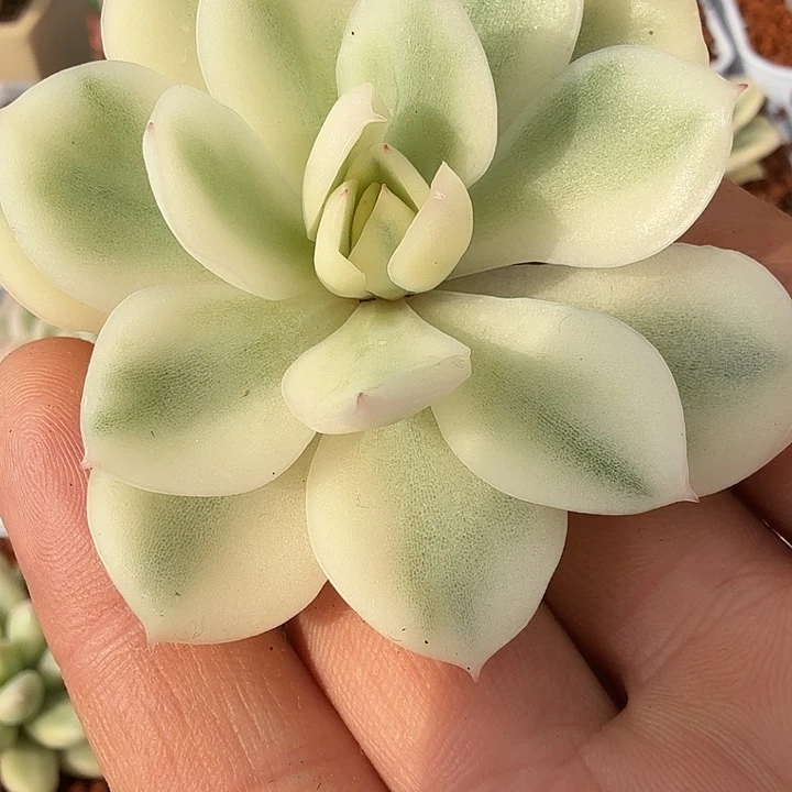 韩酥锦头盖多肉锦植物