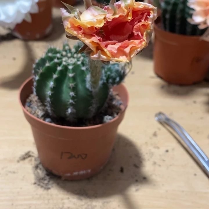 雪***糖彩草仙人球系列
