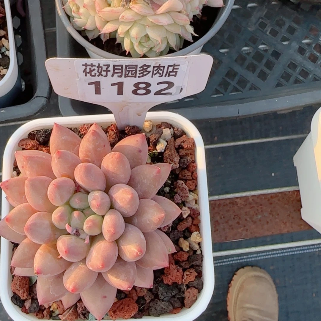 多肉植物1182……….