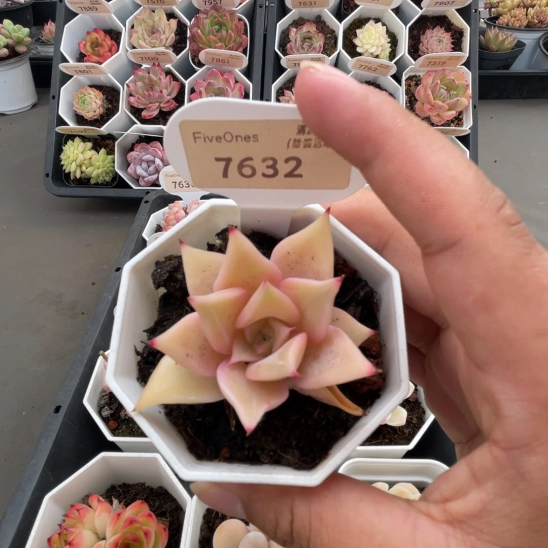 7632饺子皮4.0厘米