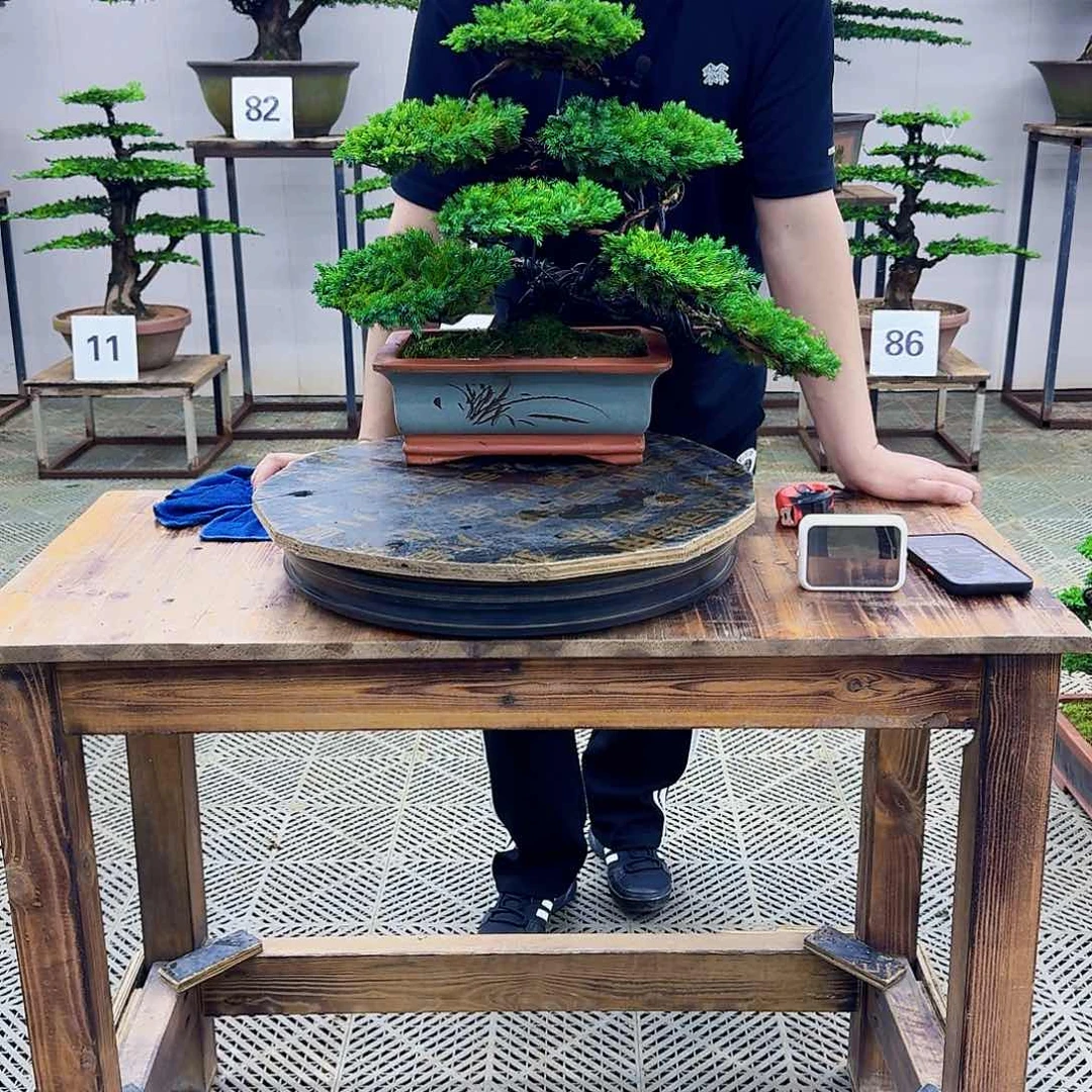 无花朵柏树造型盆景