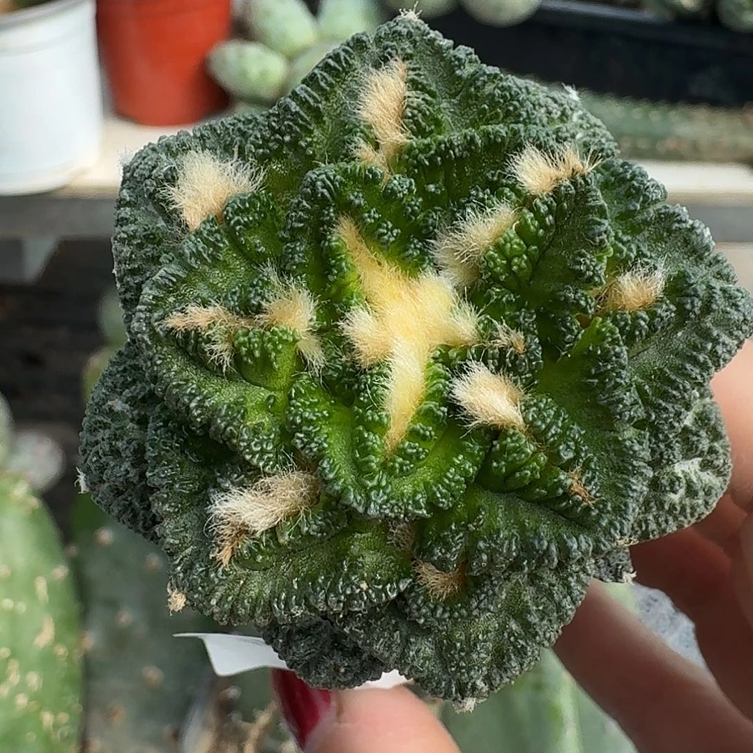 无花朵欧系辛顿牡丹933