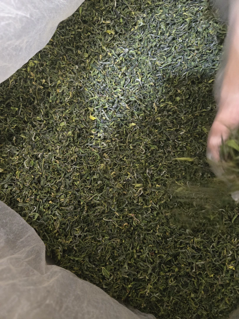 4月18日头采日照绿茶试喝装