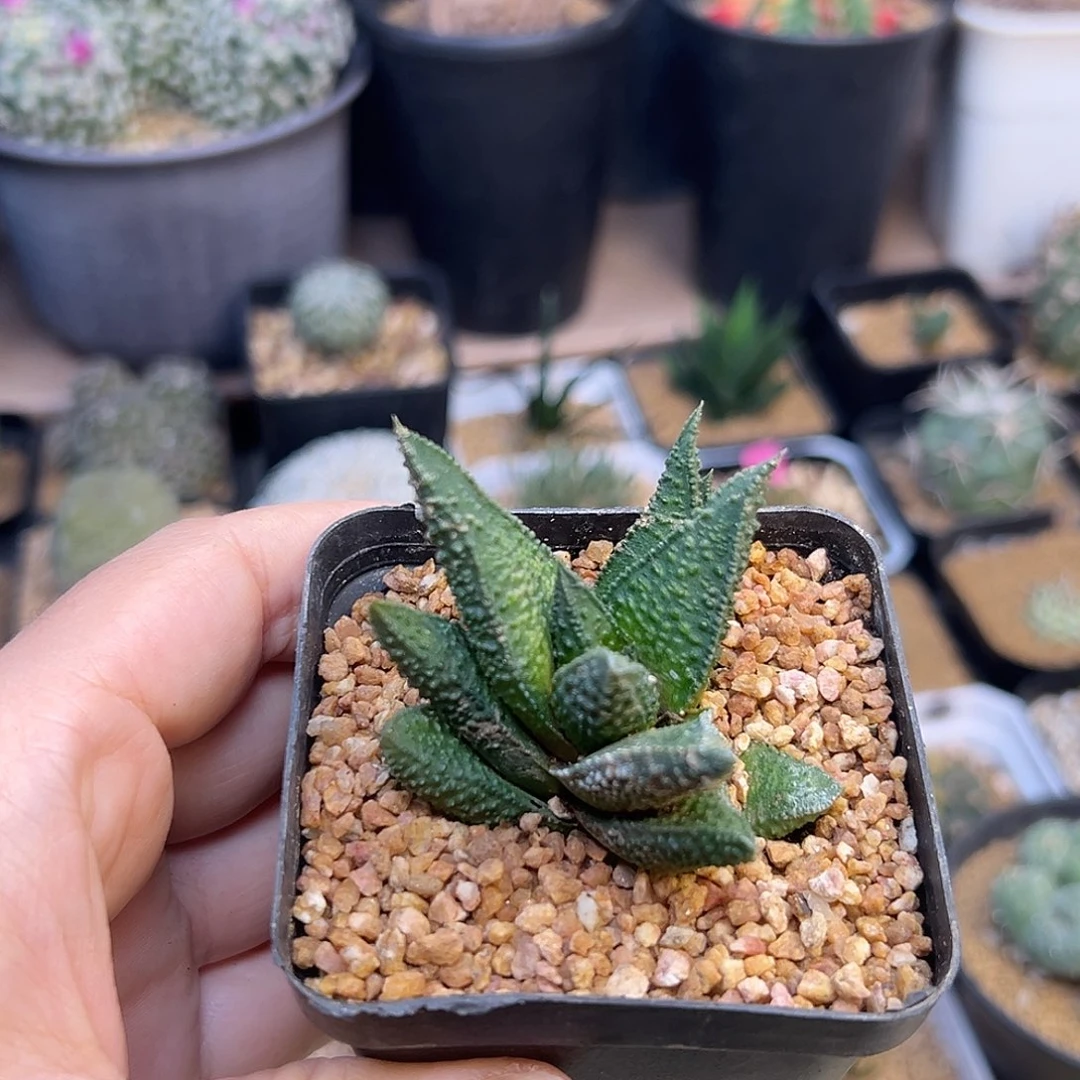 硬叶好品种一颗一颗