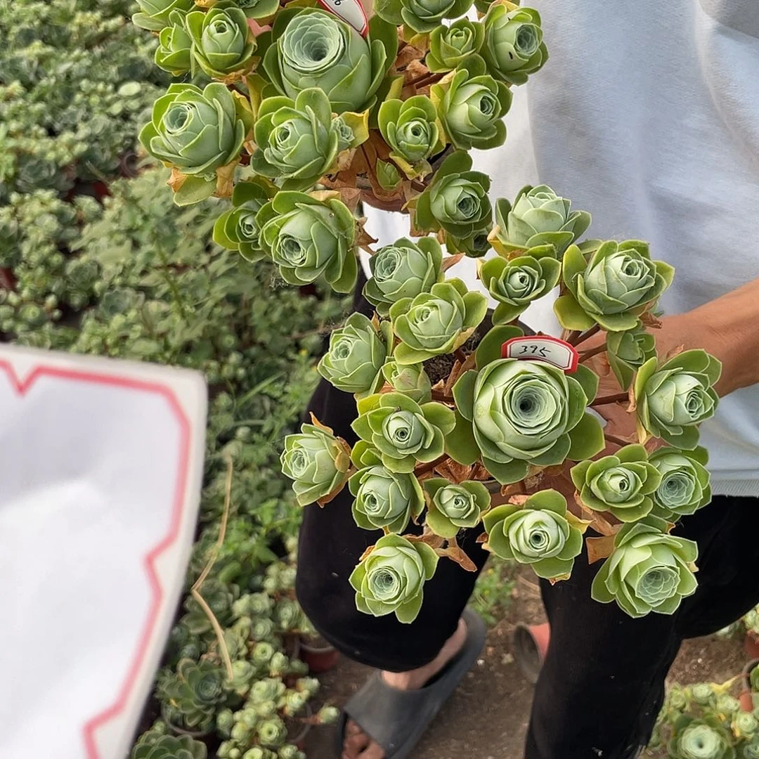 小**~山地玫瑰不售后 395 396