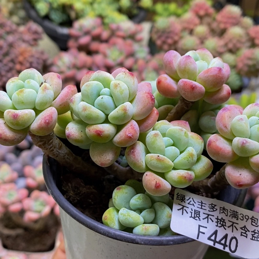 440樱花罗琦10cm多肉有砍