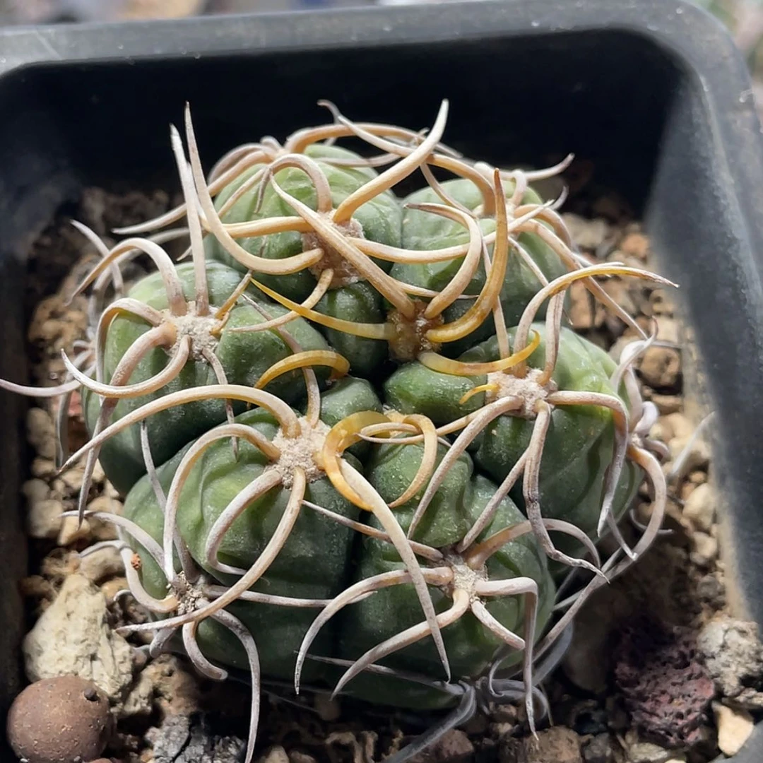 【闪购商品】高木海王实生66666