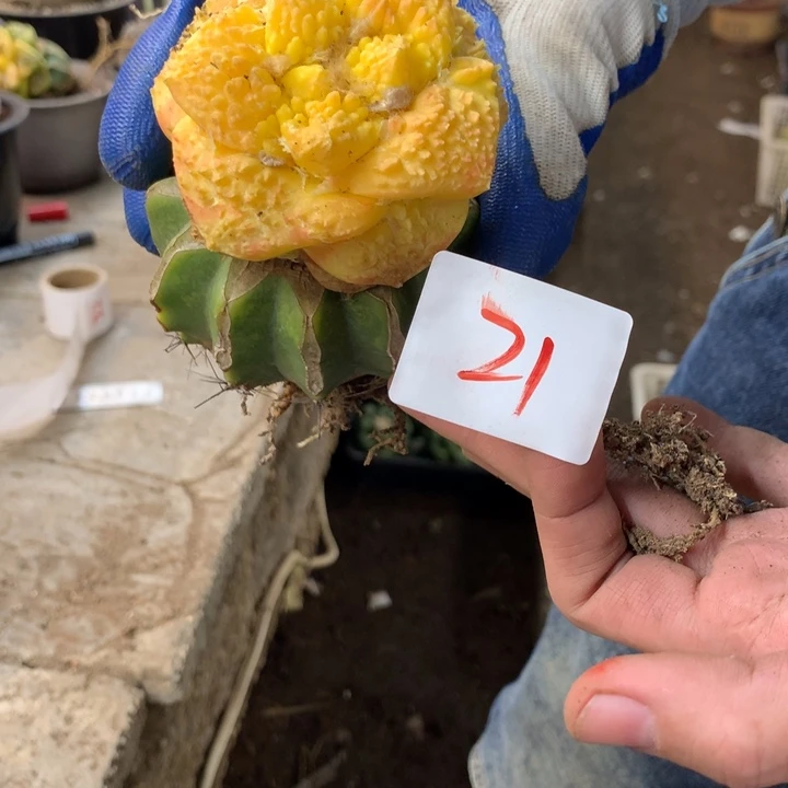 岩牡丹锦21号。。。。。。。。。。。。