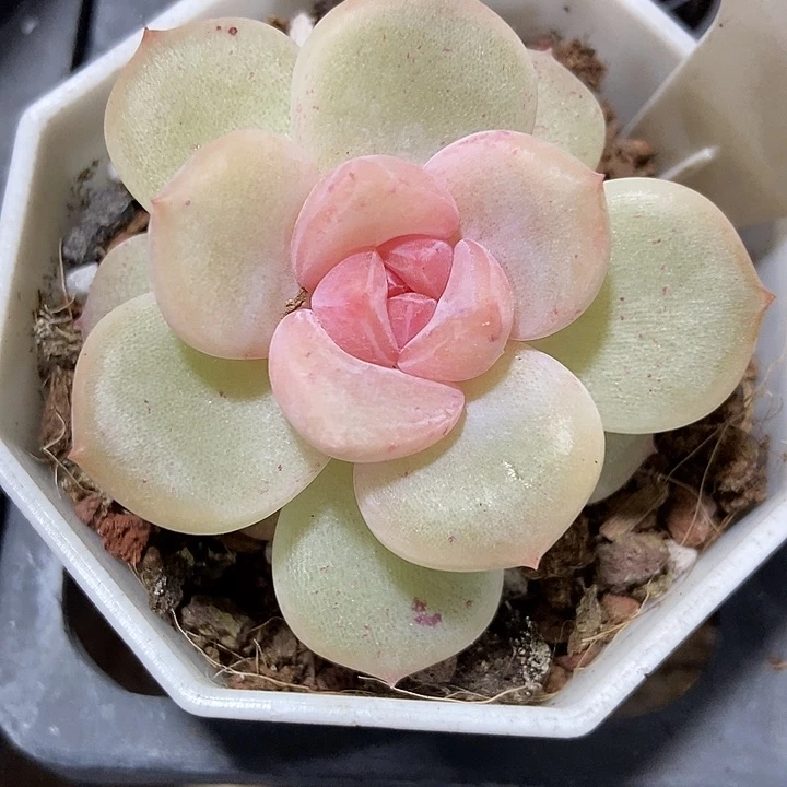 多肉植物安娜1009