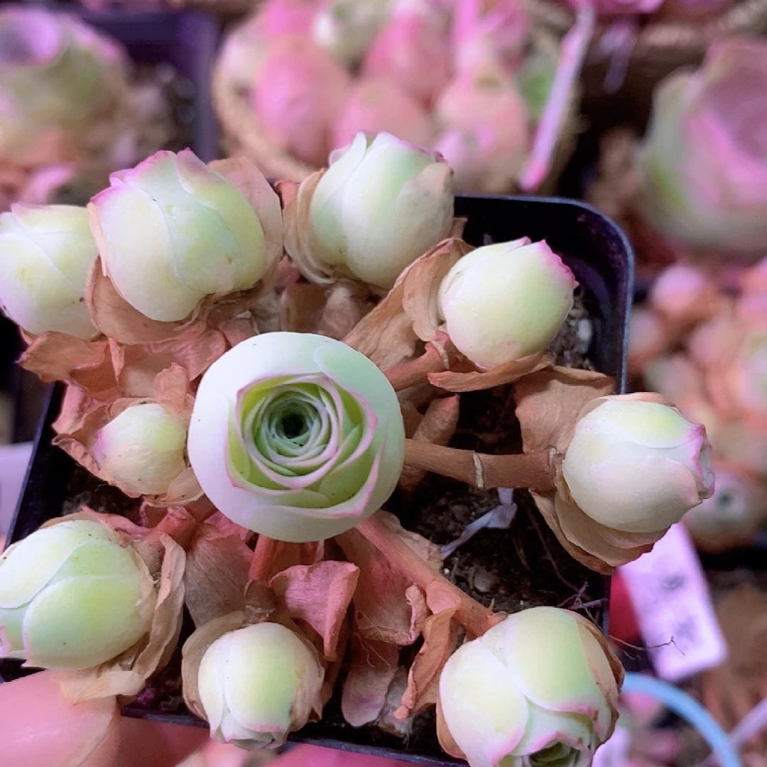 山地玫瑰一物一拍005