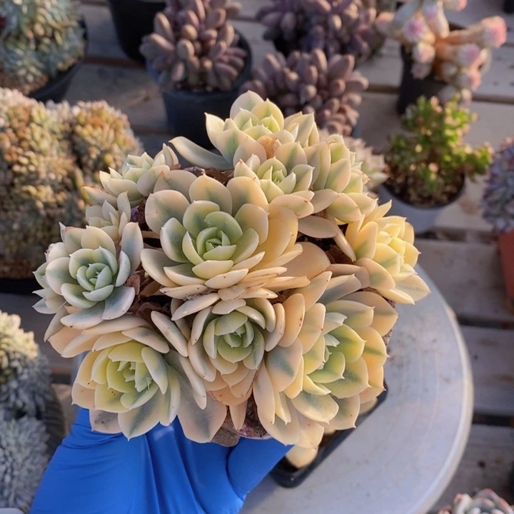 鲁氏锦群111111111