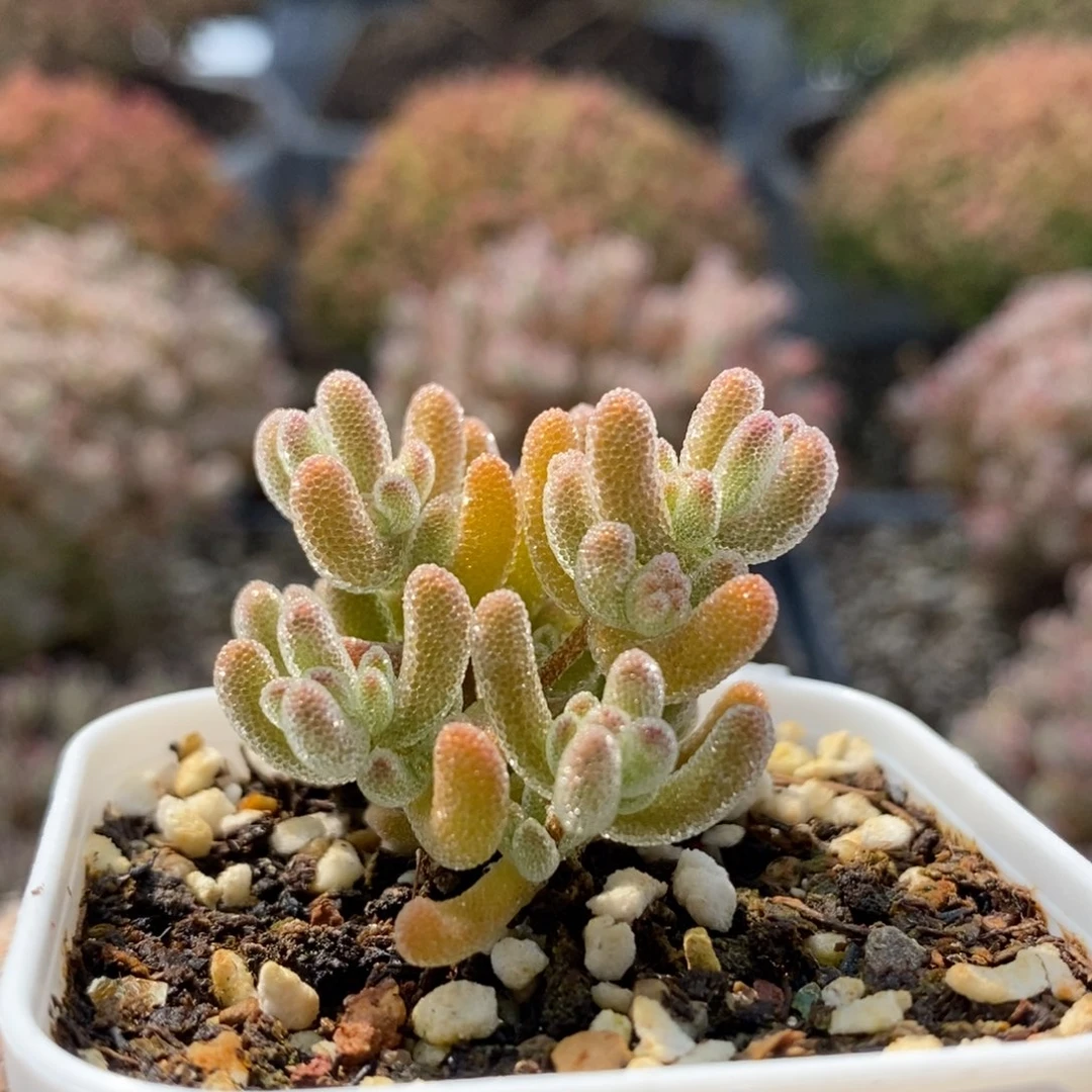 g***f冰橙5353枝干番杏