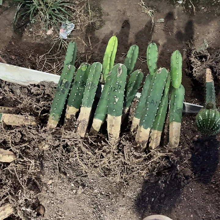 风****秀蒲侧牙10根福利发货