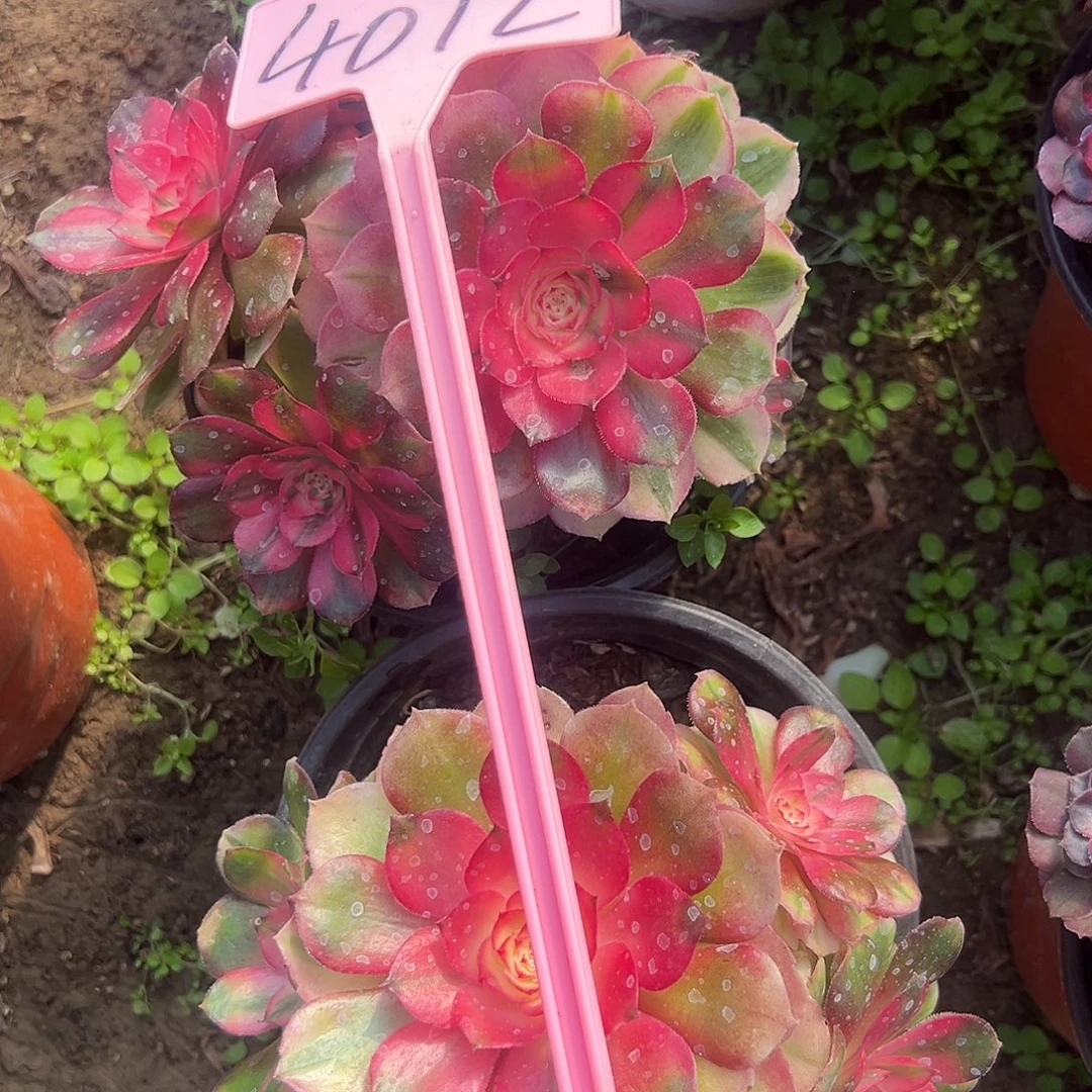 4012荔枝多肉法师的