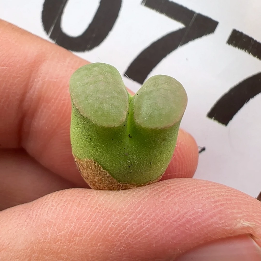 5.13好看的多肉脱土发货077