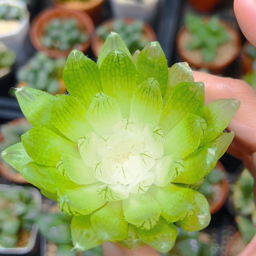 白娘子多肉多肉多肉