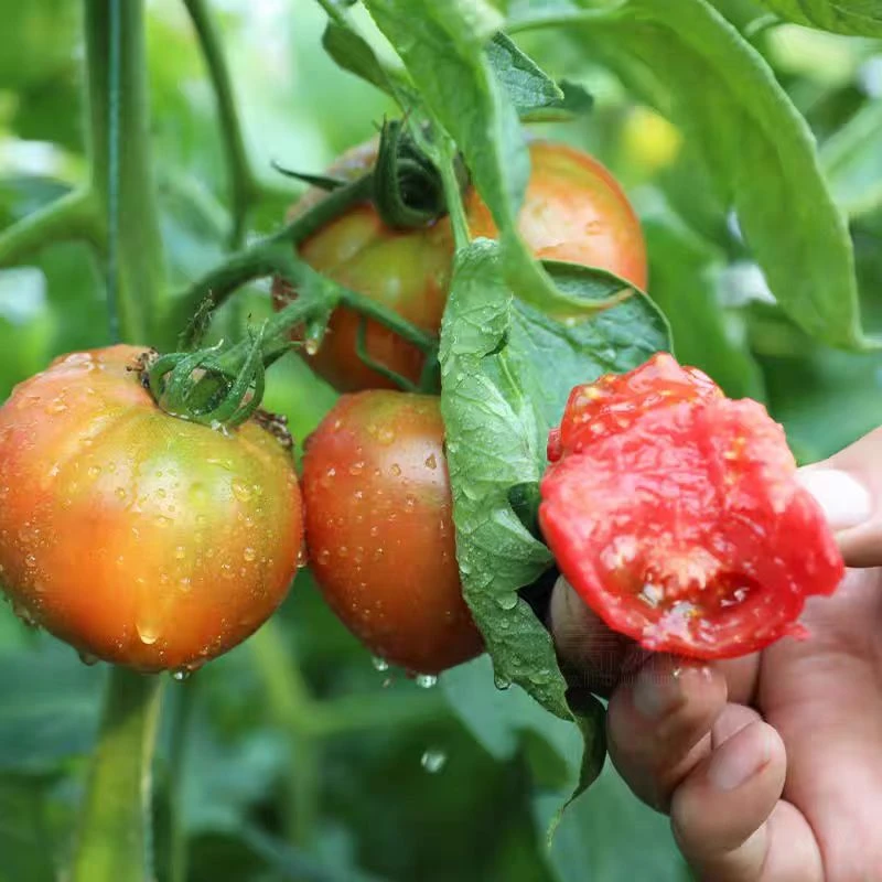 【今天拍明天到】草莓西红柿 小时候的味道 好吃划算新疆维吾尔自治区