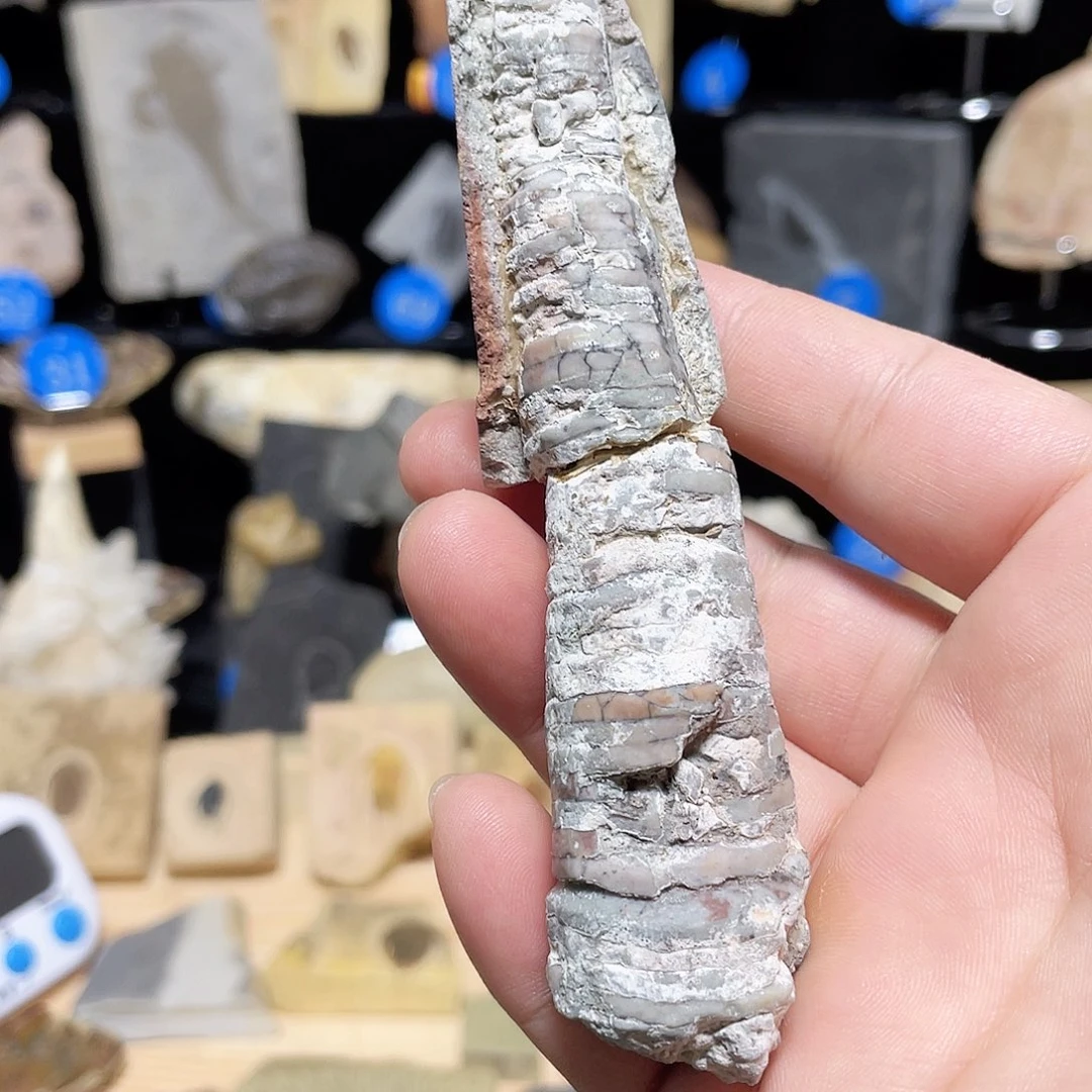 湖南湘西奥陶纪角石标本