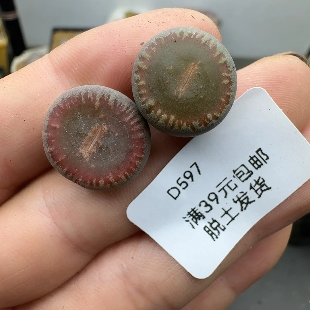 597多肉哈哈哈哈哈哈哈哈哈哈