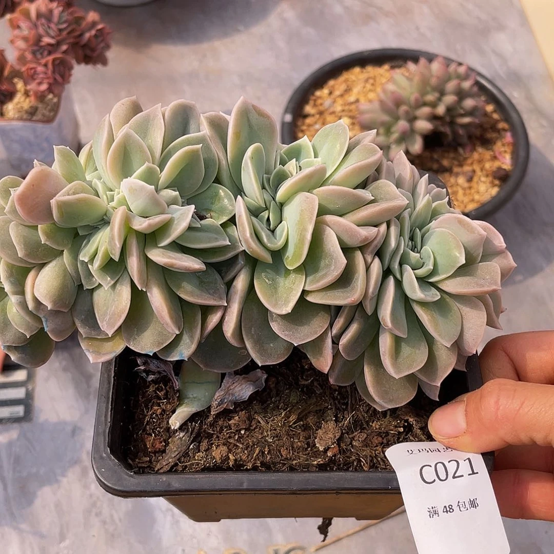 哈利缀化021 多肉多肉多肉