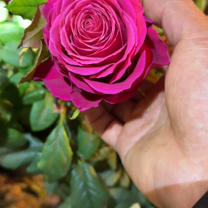 无花朵烈火青春小苗