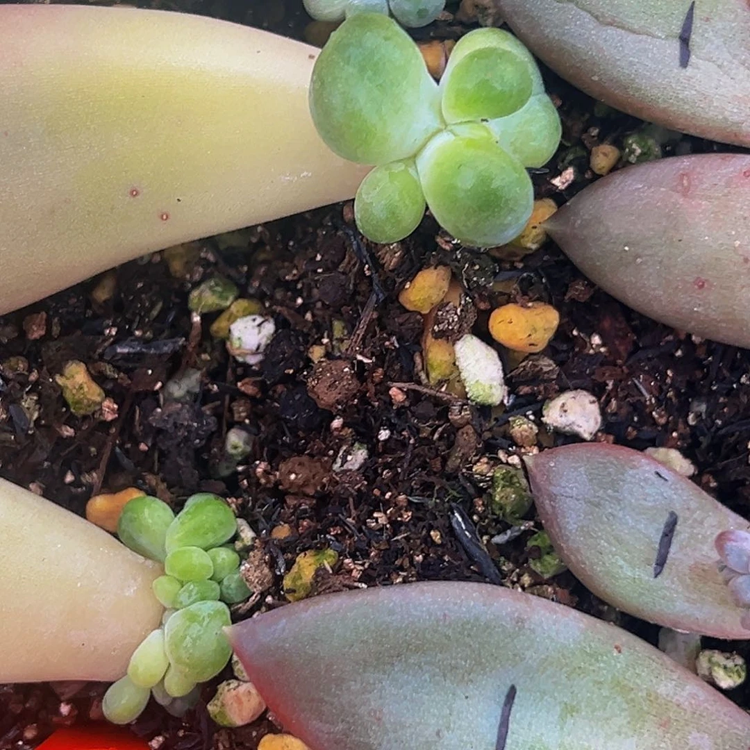 你好安生 摩尔根 寄养